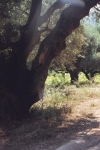 Oudere olijfboom